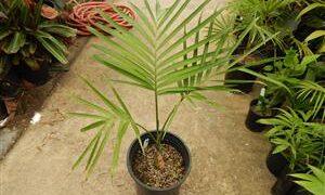 GAUSSIA GOMEZ-POMPAE BIGGER AND TALLER THAN GAUSSIA MAYA