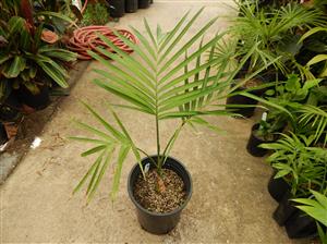 GAUSSIA GOMEZ-POMPAE BIGGER AND TALLER THAN GAUSSIA MAYA
