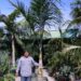GAUSSIA MAYA A VERY DIFFERENT PALM FOR SO. CALIFORNIA