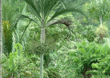 CYPHOPHOENIX ELEGANS THE ELEGANT PALM SINGLE TRUNK MEDIUM SIZED PALM FROM NEW CALEDONIA