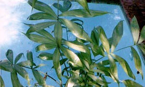 CHAMAEDOREA KLOTZSCHIANA RARE UNDERSTORY PALM – GROUPED LEAFLETS