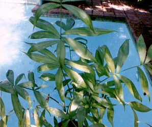 CHAMAEDOREA KLOTZSCHIANA RARE UNDERSTORY PALM – GROUPED LEAFLETS