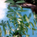 CHAMAEDOREA KLOTZSCHIANA RARE UNDERSTORY PALM – GROUPED LEAFLETS
