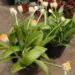HAEMANTHUS ALBIFLOS UNDERSTORY COMPANION PLANT