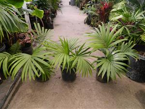 HEDYSCEPE CANTERBURYANA FROM LORD HOWE ISLAND