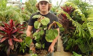 TWO VARIEGATED HIBISCUS ONE WITH RED FLOWERS, ONE WITH YELLOW