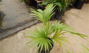 HOWEA BELMOREANA THE SENTRY OR UMBRELLA PALM