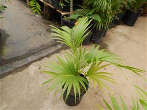 HOWEA BELMOREANA THE SENTRY OR UMBRELLA PALM