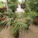 HOWEA FORSTERIANA THE KENTIA PALM