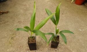 HOWEA FORSTERIANA THE KENTIA PALM