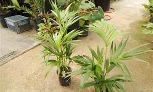 HOWEA FORSTERIANA THE KENTIA PALM