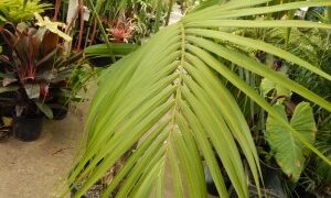 HOWEA FORSTERIANA THE KENTIA PALM