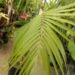 HOWEA FORSTERIANA THE KENTIA PALM