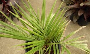 JUBAEA CHILENSIS THE CHILEAN WINE PALM – A TRUCK STAND ALONE SPECIMEN PALM