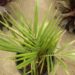 JUBAEA CHILENSIS THE CHILEAN WINE PALM – A TRUCK STAND ALONE SPECIMEN PALM