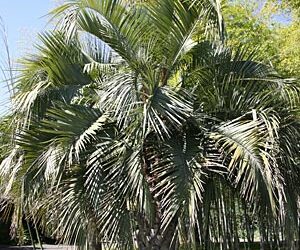 JUBAEA X BUTIA HYBRID VERY COLD HARY HYBRID PALM THAT LOVES SUN AND HEAT