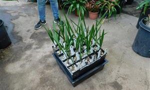 PALM SEEDLINGS FIVE DIFFERENT TYPES ONE SALE