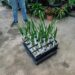 PALM SEEDLINGS FIVE DIFFERENT TYPES ONE SALE