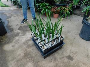 PALM SEEDLINGS FIVE DIFFERENT TYPES ONE SALE