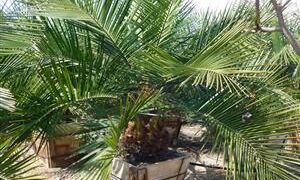 JUBAEA CHILENSIS THE CHILEAN WINE PALM FAT TRUNK – BUT SLOW GROWING