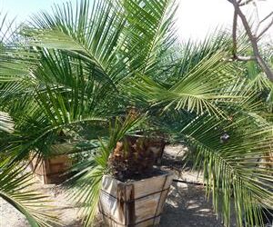 JUBAEA CHILENSIS THE CHILEAN WINE PALM FAT TRUNK – BUT SLOW GROWING