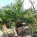JUBAEA CHILENSIS THE CHILEAN WINE PALM FAT TRUNK – BUT SLOW GROWING