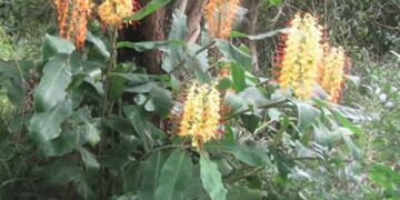 KAHILI GINGER HEDYCHIUM GARDNERIANUM