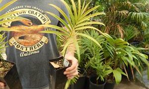 LEPIDOZAMIA PEROFFSKYANA A “USER FRIENDLY” LARGE GREEN CYCAD