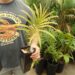 LEPIDOZAMIA PEROFFSKYANA A “USER FRIENDLY” LARGE GREEN CYCAD