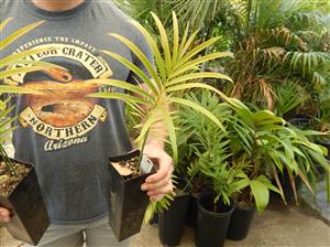 LEPIDOZAMIA PEROFFSKYANA A “USER FRIENDLY” LARGE GREEN CYCAD