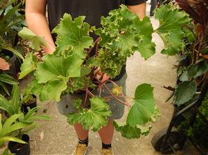 FARFUGIUM JAPONICUM “SHISHI BOTAN” THE RUFFLED LIGULARIA