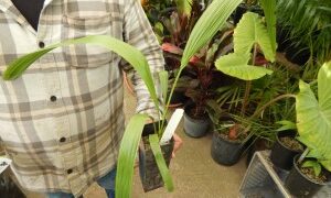 LIVISTONA DECIPIENS – AKA LIVISTONA DECORA THE RIBBON PALM COLD HARDY, FAST GROWING FAN PALM