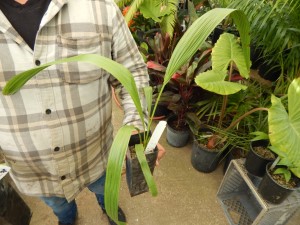 LIVISTONA DECIPIENS – AKA LIVISTONA DECORA THE RIBBON PALM COLD HARDY, FAST GROWING FAN PALM