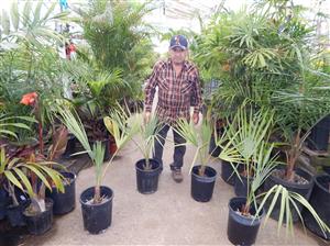 LIVISTONA LANGINOSA THE WOOLY LIVISTONA