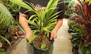 LYTOCARYUM HOENII NEAR EXTINCT SEMI-DWARF PALM FROM BRAZIL