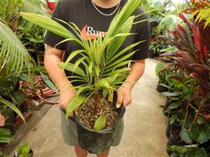 LYTOCARYUM HOENII NEAR EXTINCT SEMI-DWARF PALM FROM BRAZIL