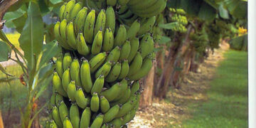 EDIBLE BANANA THAT MANY OF YOU CAN GROW! MUSA GRAN NAIN