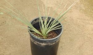 NANNORRHOPS RITCHIANA – THE MAZARI PALM BLUE SUCKERING SEMI-DWARF FAN PALM