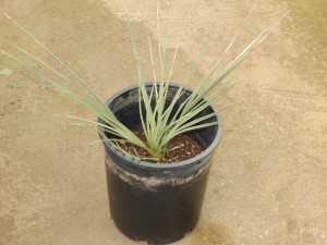 NANNORRHOPS RITCHIANA – THE MAZARI PALM BLUE SUCKERING SEMI-DWARF FAN PALM
