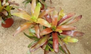 COLORFUL RED AND GREEN CLUSTERING BROMELIADS NEOROGELIA SPECIES GOOD FOR FILTERED LIGHT OR SUN ALONG THE COAST