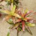COLORFUL RED AND GREEN CLUSTERING BROMELIADS NEOROGELIA SPECIES GOOD FOR FILTERED LIGHT OR SUN ALONG THE COAST
