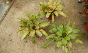 RED SPECKLED LEAF BROMELIADS NEOROGELIA SPECIES GOOD FOR FILTERED LIGHT OR SUN ALONG THE COAST