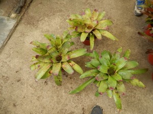 RED SPECKLED LEAF BROMELIADS NEOROGELIA SPECIES GOOD FOR FILTERED LIGHT OR SUN ALONG THE COAST