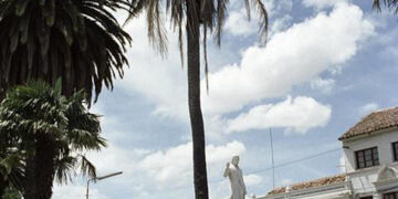 PARAJUBAEA TORALLYI THE SOUTH AMERICAN “COCONUT PALM” PRESENTLY IMPOSSIBLE TO FIND AVAILABLE