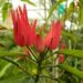 PAVONIA MULTIFLORA BRAZILIAN CANDLES RED BLOSSOMS IN SHADE!