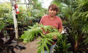 ASSORTED PHILODENDRON SPECIES