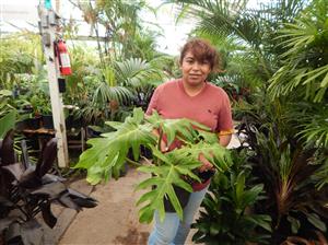 ASSORTED PHILODENDRON SPECIES