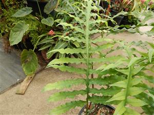 PHLEBODIUM SPECIES FURRY RHIZOMES THAT CRAWL