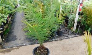 PHOENIX SYLVESTRIS TALL PALM WITH BLUE-GREEN LEAVES