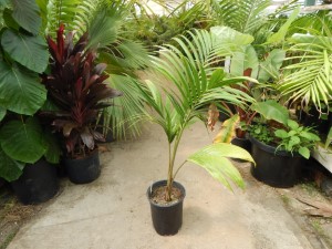 PRESTOEA MONTANA AKA PRESTOEA ACUMINATA VAR. MONTANA